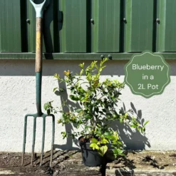 Patriot Blueberry Bush -Cheap Sprout Bower Store example blueberry 51ea8329 ca37 4b72 b2a0 27fe3e8f9390