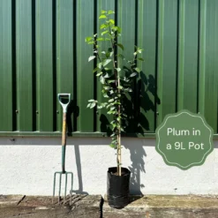 Farleigh Damson Tree 9 Farleigh Damson Tree -Cheap Sprout Bower Store example plum 38a142e6 cb36 4b15 bdf6 5ffb5134fa5e