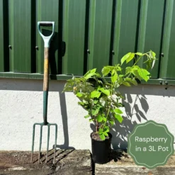 Glen Prosen Raspberry Plants -Cheap Sprout Bower Store example raspberry 0ce696df a84f 456f a2eb ef6d59a6a8c4