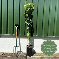 Flagpole Cherry Blossom Tree | Prunus Amanogawa 13 Flagpole Cherry Blossom Tree | Prunus Amanogawa -Cheap Sprout Bower Store exampleamanogawa