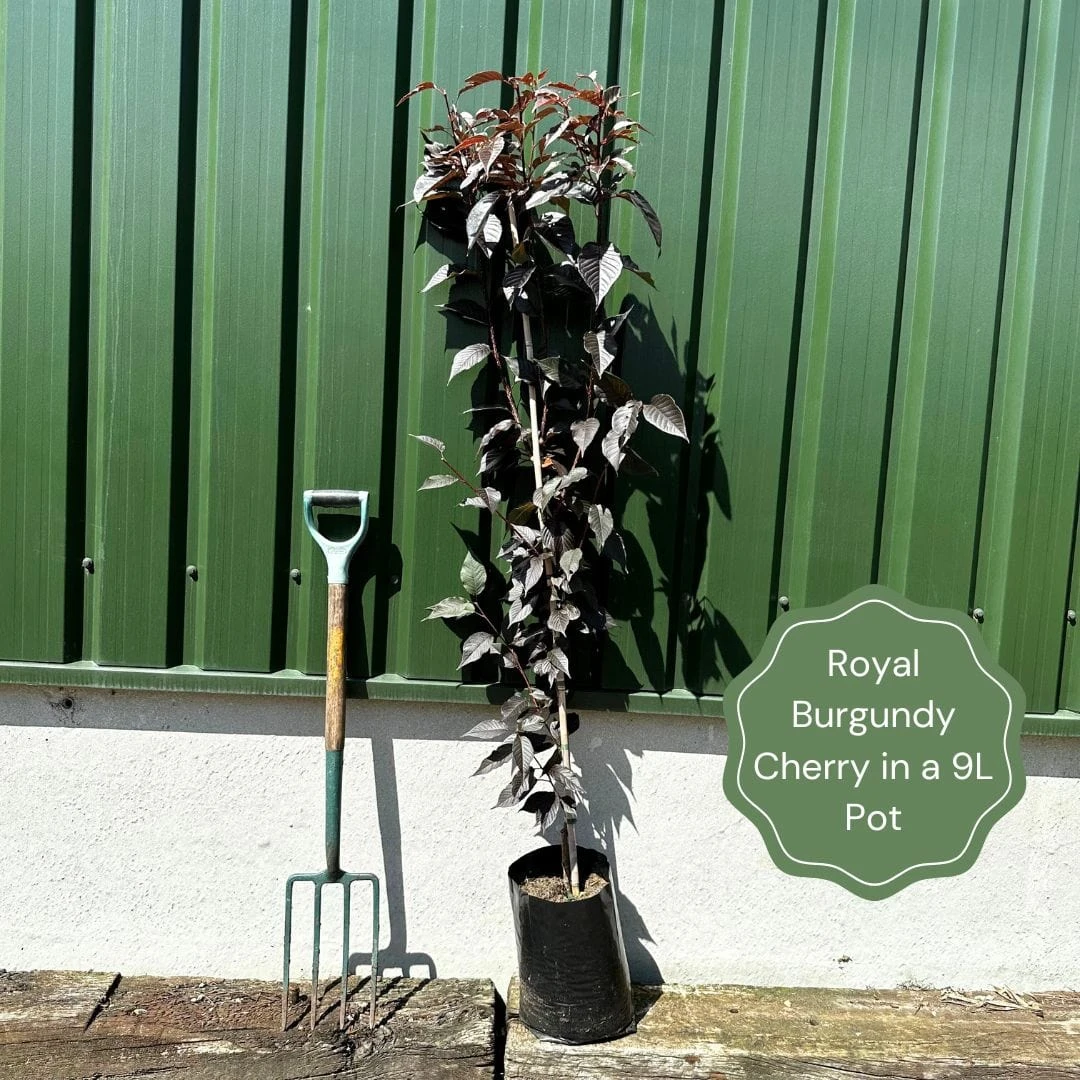 Purple Leaf Cherry Blossom Tree | Prunus Serrulata 'Royal Burgundy' 5 Purple Leaf Cherry Blossom Tree | Prunus Serrulata 'Royal Burgundy' - Image 5