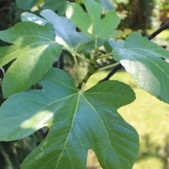 UK Hardy Fig Tree | 'Brown Turkey' 9 UK Hardy Fig Tree | 'Brown Turkey' -Cheap Sprout Bower Store figleaves