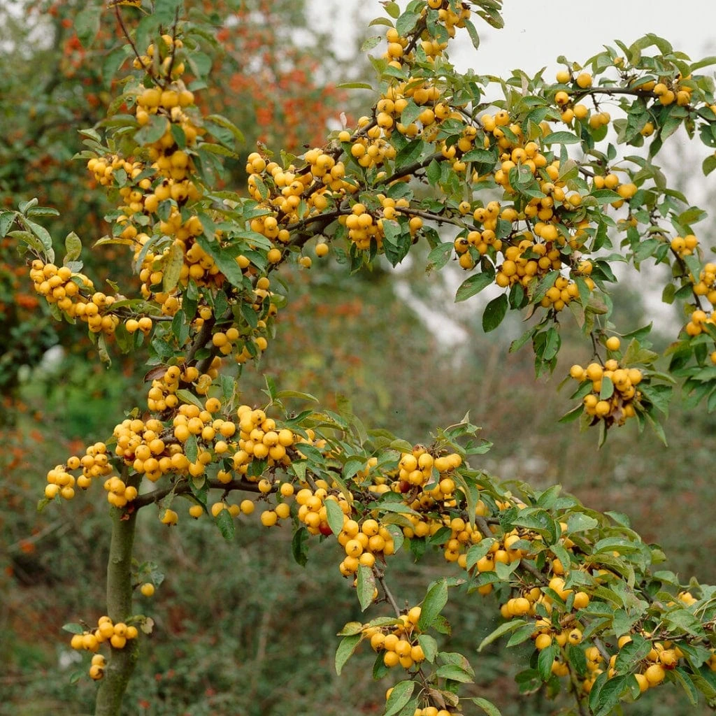 'Golden Hornet' Crabapple Tree 1 'Golden Hornet' Crabapple Tree