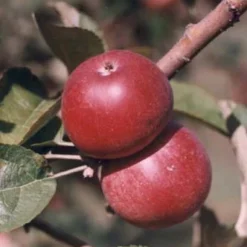 'Kingston Black' Apple Tree