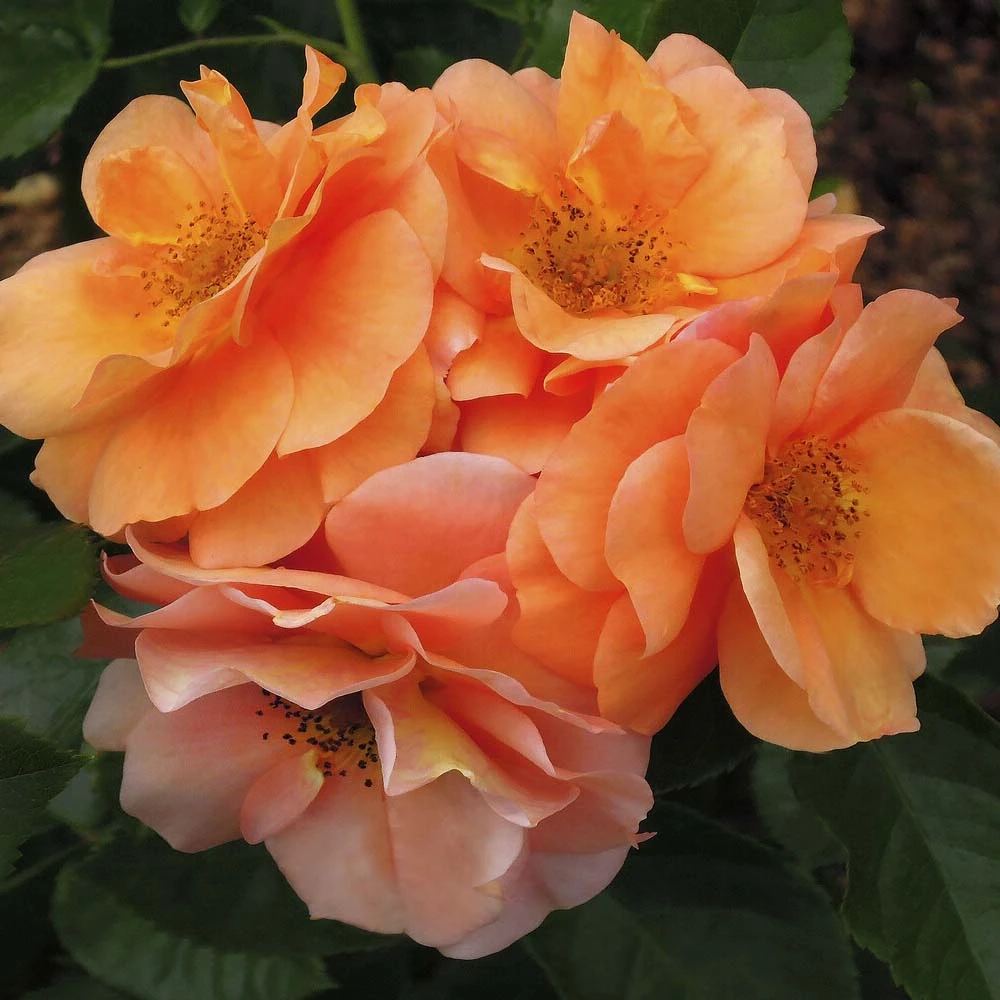 'Together Forever' Floribunda Rose 1 'Together Forever' Floribunda Rose