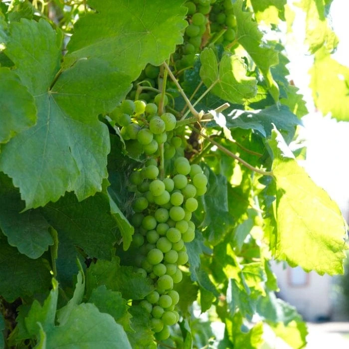 'Lakemont' Seedless Outdoor Grape Vine 1 'Lakemont' Seedless Outdoor Grape Vine