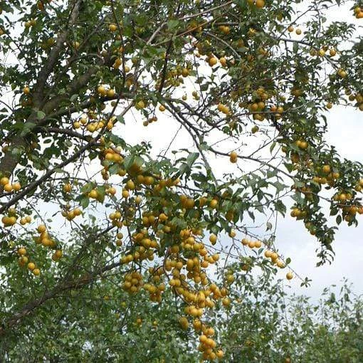 Mirabelle De Nancy Plum Tree 3 Mirabelle De Nancy Plum Tree - Image 3