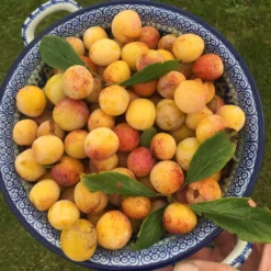 Mirabelle De Nancy Plum Tree 15 Mirabelle De Nancy Plum Tree -Cheap Sprout Bower Store mirabelledenancy scaled