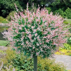 New Products 16 Flamingo Willow Tree | Salix Integra Hakuro Nishiki