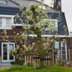 Conference Pear Tree 12 Conference Pear Tree -Cheap Sprout Bower Store pear add1 5012c709 f2ae 4948 a0f1 3ab9e51cd759