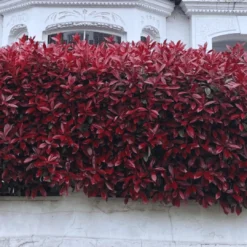 Photinia 'Red Robin' 18 Photinia 'Red Robin' -Cheap Sprout Bower Store photinia