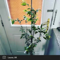 Pink Winter Flowering Cherry Tree | Prunus X Subhirtella 'Autumnalis Rosea' 8 Pink Winter Flowering Cherry Tree | Prunus X Subhirtella 'Autumnalis Rosea' -Cheap Sprout Bower Store pink winter flower