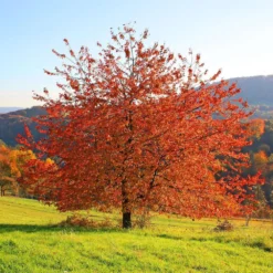 New Products 3 Sargent's Cherry Blossom Tree | Prunus Sargentii