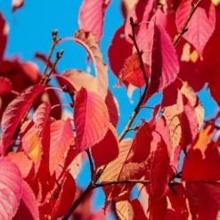 Sargent's Cherry Blossom Tree | Prunus Sargentii 12 Sargent's Cherry Blossom Tree | Prunus Sargentii -Cheap Sprout Bower Store prunussargentiiautumn