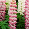 Lupin West Country Rachel De Thame
