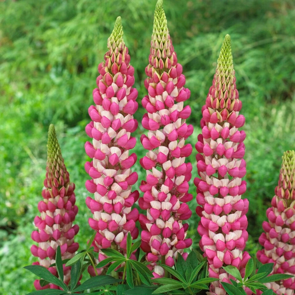 Lupin West Country Rachel De Thame 2 Lupin West Country Rachel De Thame - Image 2