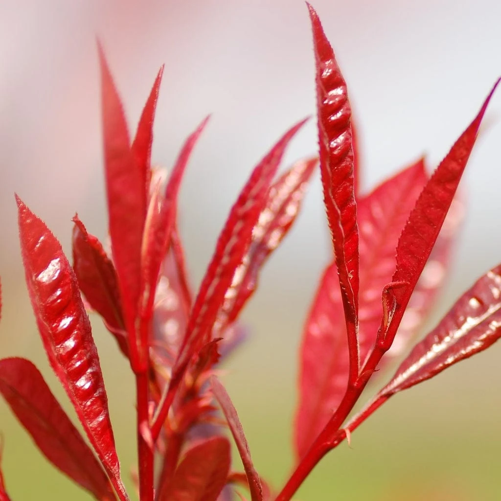 Photinia 'Red Robin' 10 Photinia 'Red Robin' - Image 10