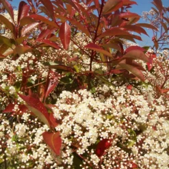 Photinia 'Red Robin' 15 Photinia 'Red Robin' -Cheap Sprout Bower Store redrobin3