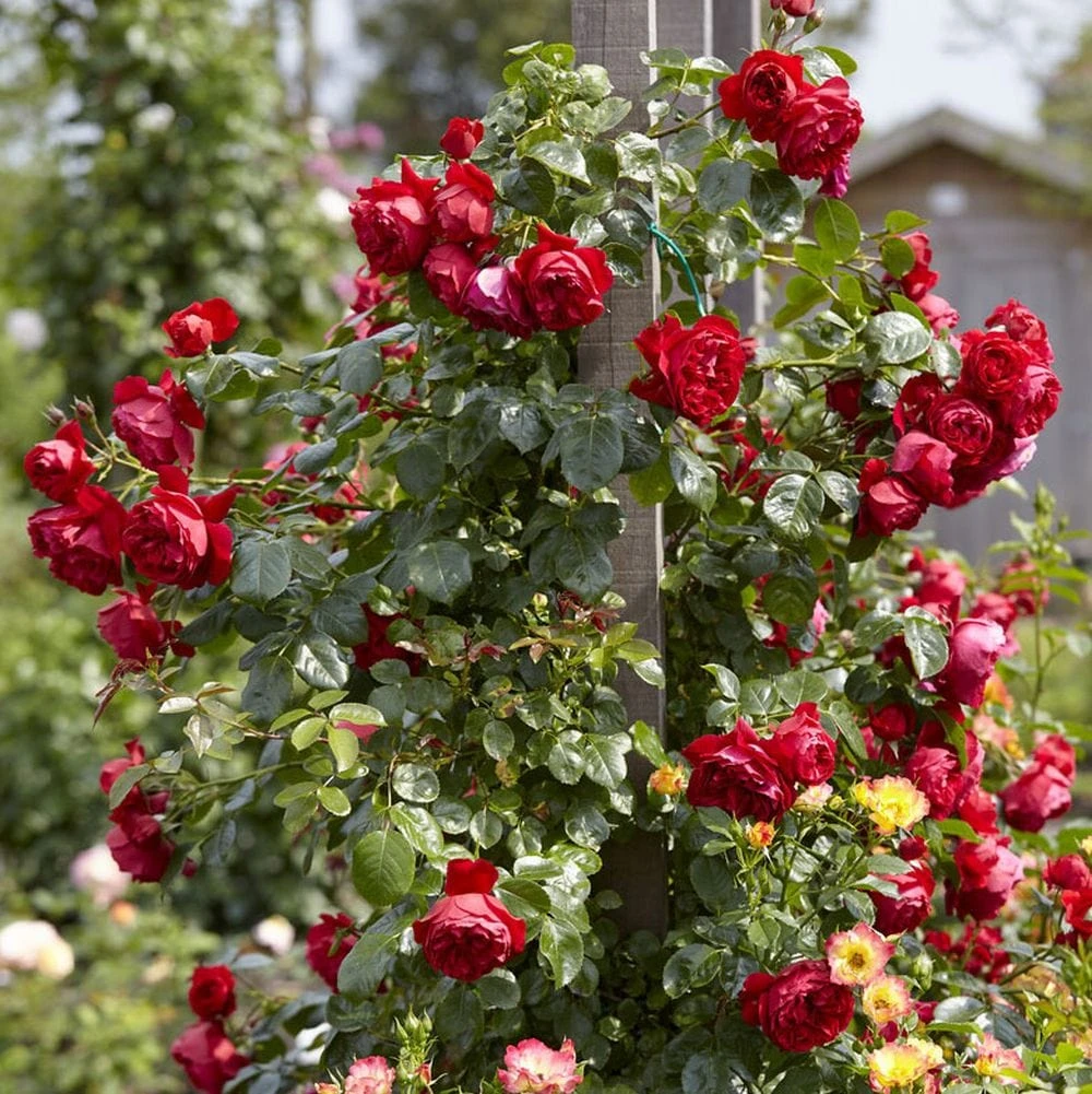 'Florentina' Climbing Rose 1 'Florentina' Climbing Rose