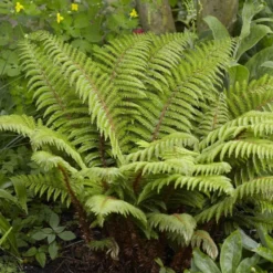 Tassel Fern | Polystichum Polyblepharum