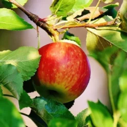 Best Apple Trees For Any Purpose | Growers' Choice -Cheap Sprout Bower Store scrumptiousapple b3f96318 f1b6 418c 9d63 d2d1a806f6cb