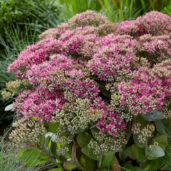 Sedum 'Class Act'