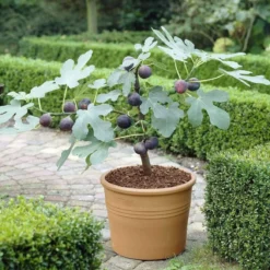 The 3 Best Fruits To Grow In Pots | Nectarine, Fig & Blueberry 9 The 3 Best Fruits To Grow In Pots | Nectarine, Fig & Blueberry -Cheap Sprout Bower Store turnkey brown fig de6d1d23 89b0 44cf 8746 f13eb9b3e648