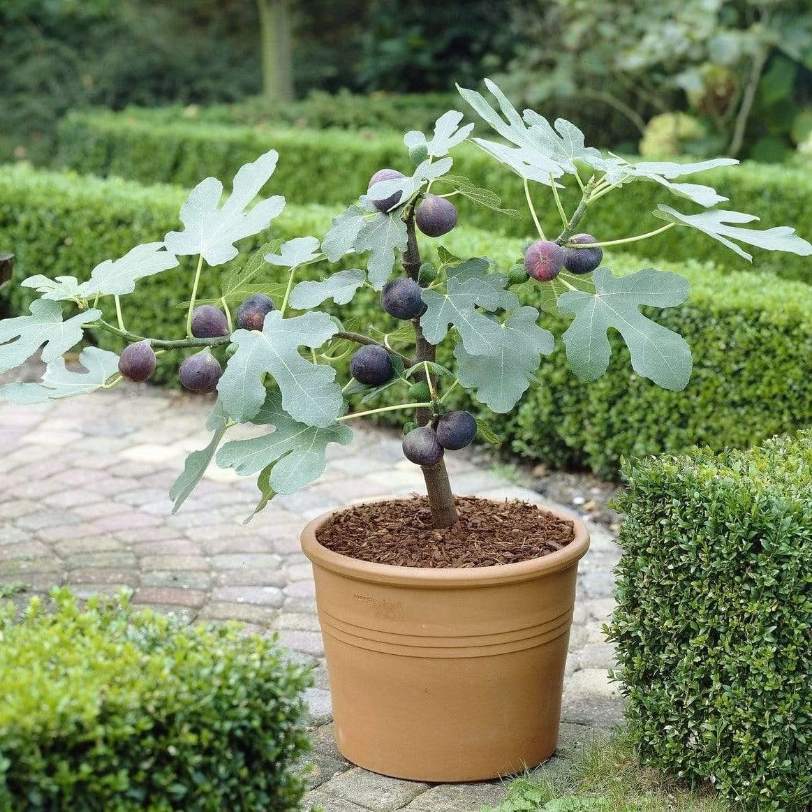 The 3 Best Fruits To Grow In Pots | Nectarine, Fig & Blueberry 3 The 3 Best Fruits To Grow In Pots | Nectarine, Fig & Blueberry - Image 3