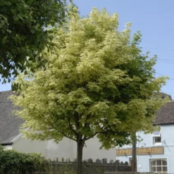 Variegated Norway Maple Tree | Acer Platanoides 'Drummondii'