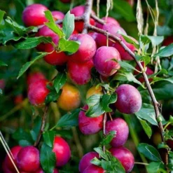 Award Winning Patio Fruit Tree Collection | Cherry, Pear & Plum | Growers' Choice -Cheap Sprout Bower Store victoria plum tree 2