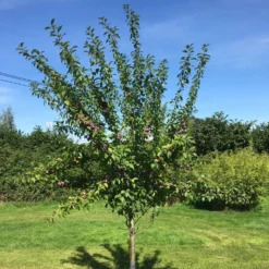 3 Super Easy To Grow Fruit Trees | Apple, Fig & Plum 14 3 Super Easy To Grow Fruit Trees | Apple, Fig & Plum -Cheap Sprout Bower Store victoriaplumyoungtree 374b3197 2b25 4629 951c 4dbfc0e4e568 scaled