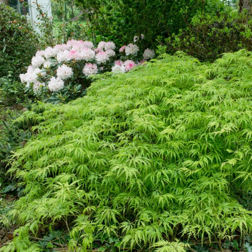 Green Weeping Japanese Maple Tree | Acer Palmatum 'Dissectum Viride' 2 Green Weeping Japanese Maple Tree | Acer Palmatum 'Dissectum Viride' - Image 2