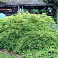 Green Weeping Japanese Maple Tree | Acer Palmatum 'Dissectum Viride' 5 Green Weeping Japanese Maple Tree | Acer Palmatum 'Dissectum Viride' -Cheap Sprout Bower Store viride 3