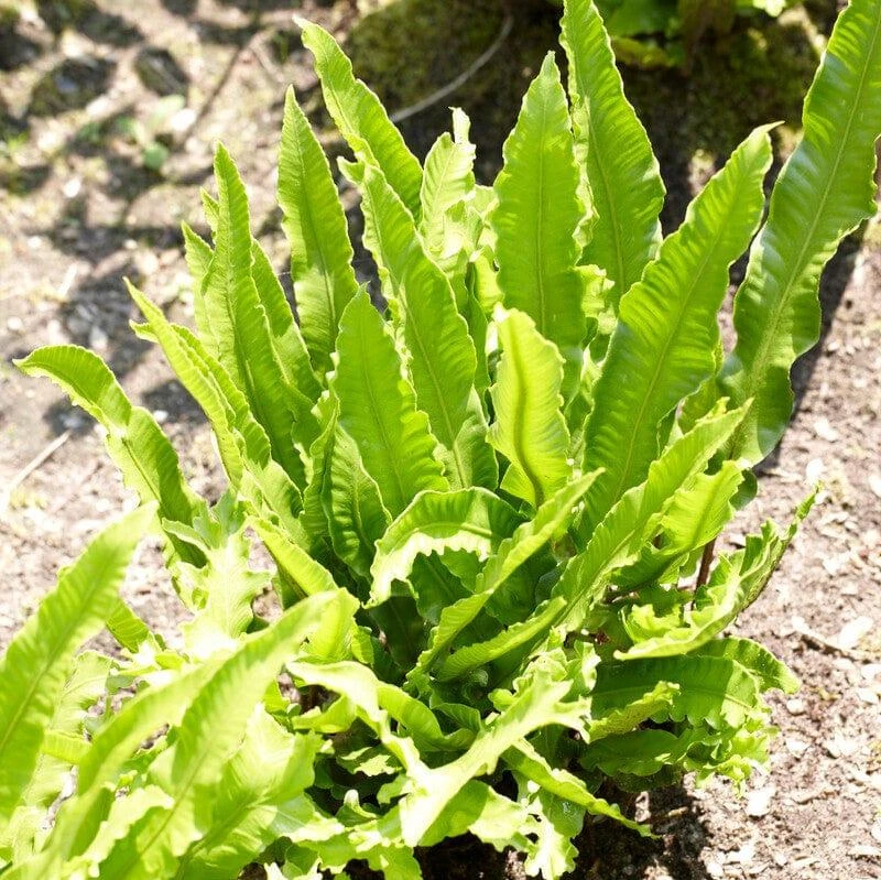 Narrow Buckler Fern | Phyllitis Angustifolia 1 Narrow Buckler Fern | Phyllitis Angustifolia