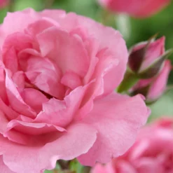 'Palace Tabor' Patio Shrub Rose 8 'Palace Tabor' Patio Shrub Rose -Cheap Sprout Bower Store visi116302 tabor