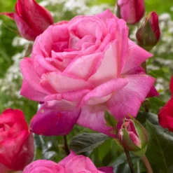 'Patio Hit Dafne' Patio Shrub Rose 8 'Patio Hit Dafne' Patio Shrub Rose -Cheap Sprout Bower Store visi116548 dafne