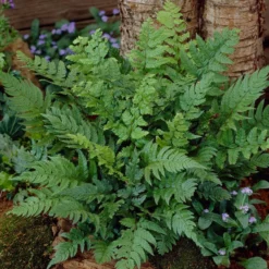 Black Wood Fern | Dryopteris Atrata