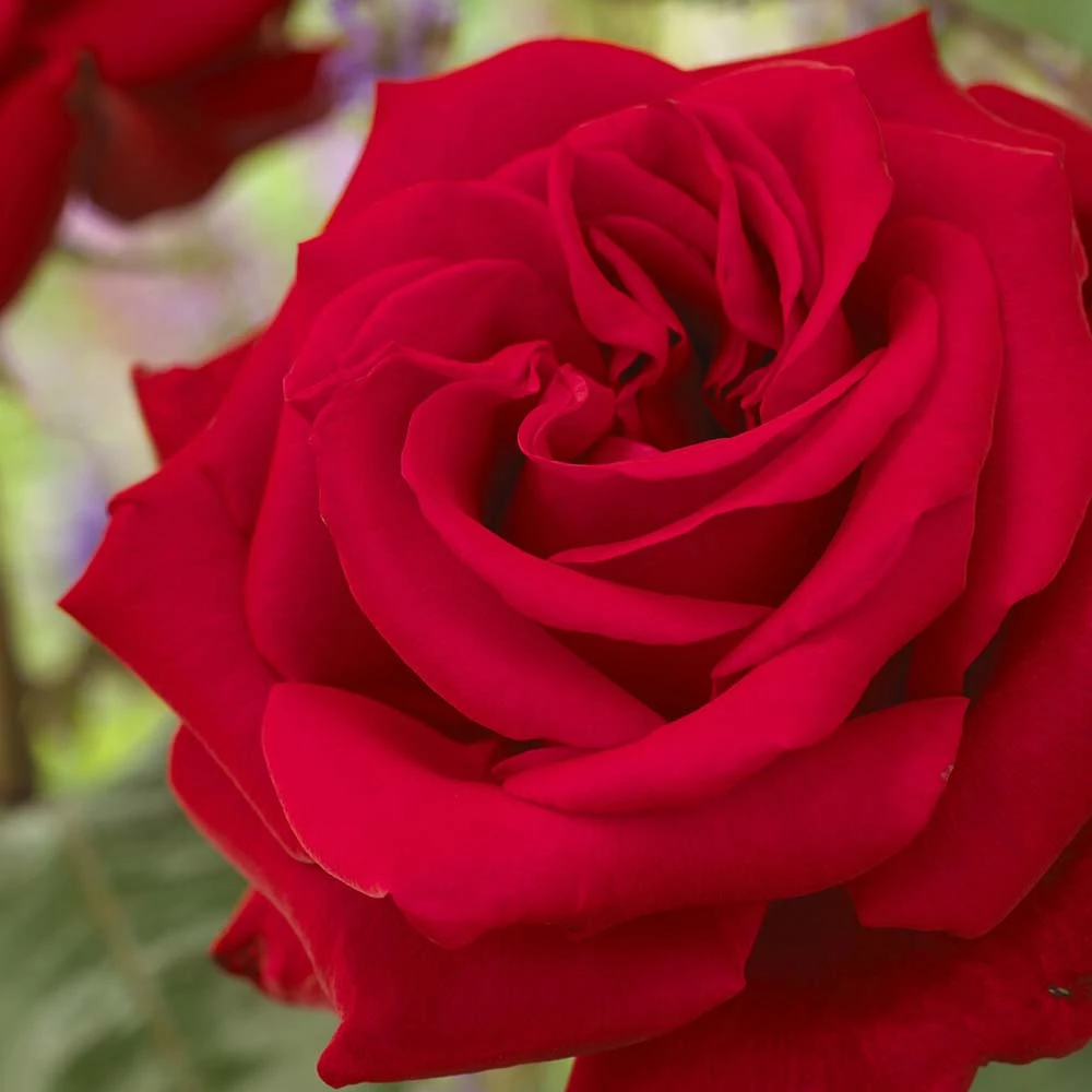 'Joyful Birthday' Hybrid Tea Rose 1 'Joyful Birthday' Hybrid Tea Rose