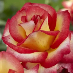 'Firebird' Floribunda Rose