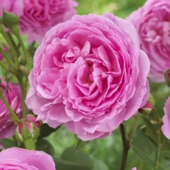 'Pink Martini' Hybrid Tea Rose 6 'Pink Martini' Hybrid Tea Rose -Cheap Sprout Bower Store visi129959 pink martini