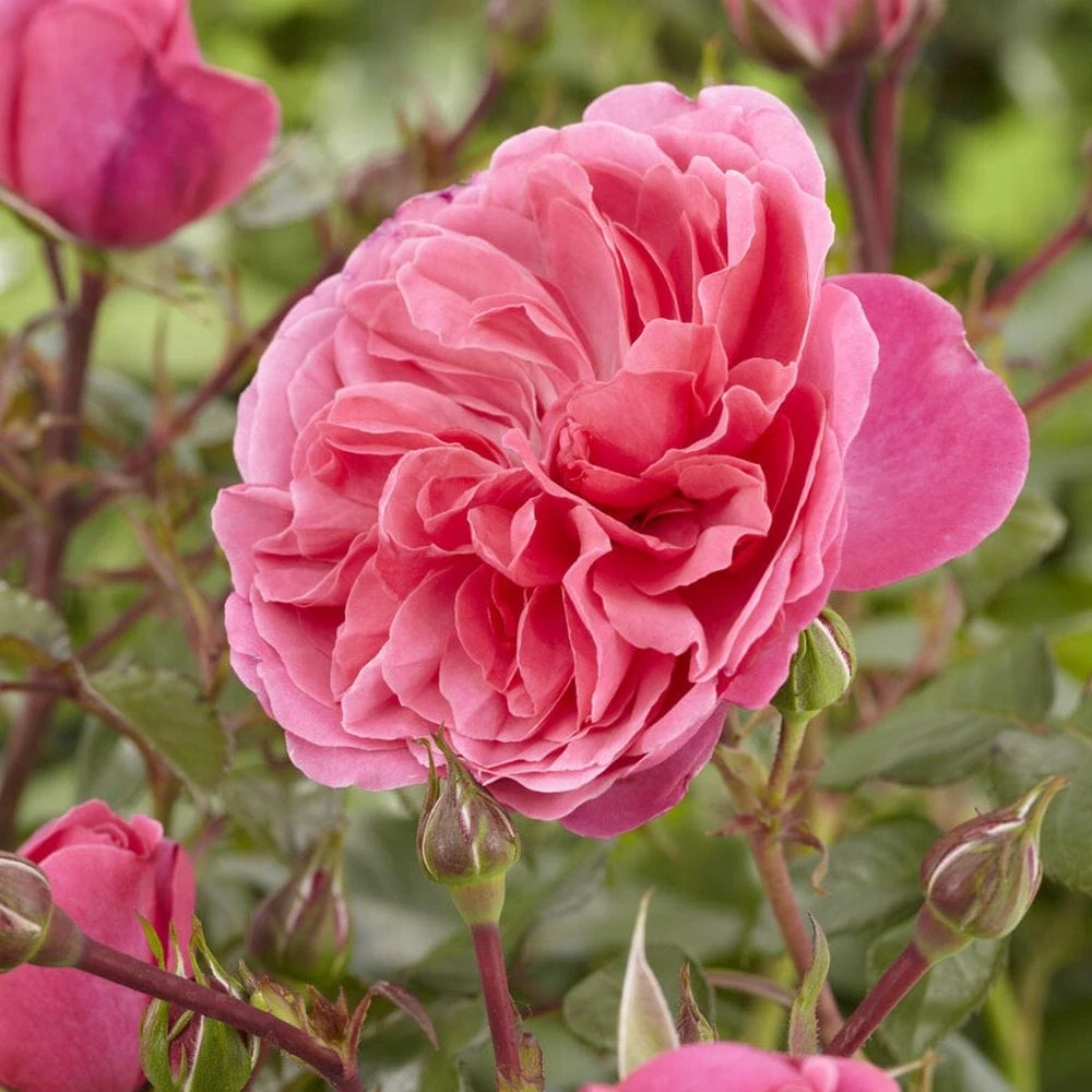 'Pure Poetry' Hybrid Tea Rose 3 'Pure Poetry' Hybrid Tea Rose - Image 3