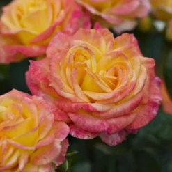 'Tequila Sunrise' Hybrid Tea Rose