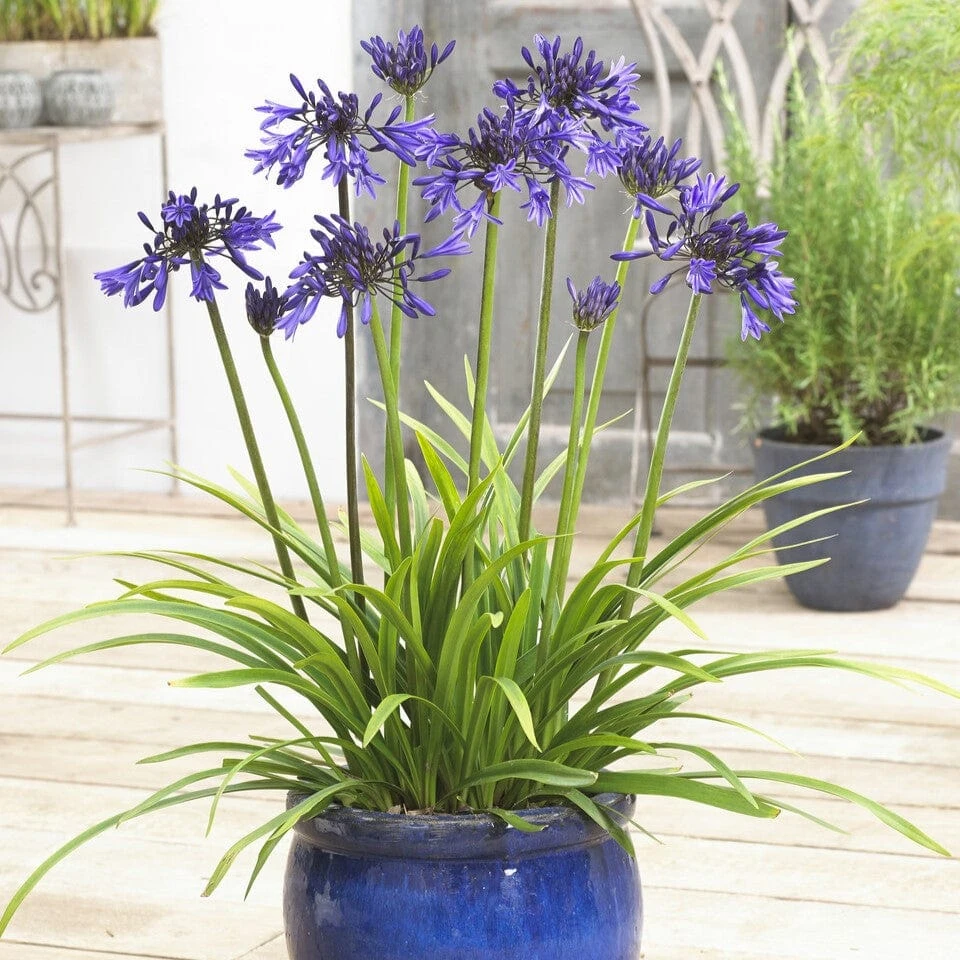 Agapanthus 'Star Quality' | 7.5L 2 Agapanthus 'Star Quality' | 7.5L - Image 2