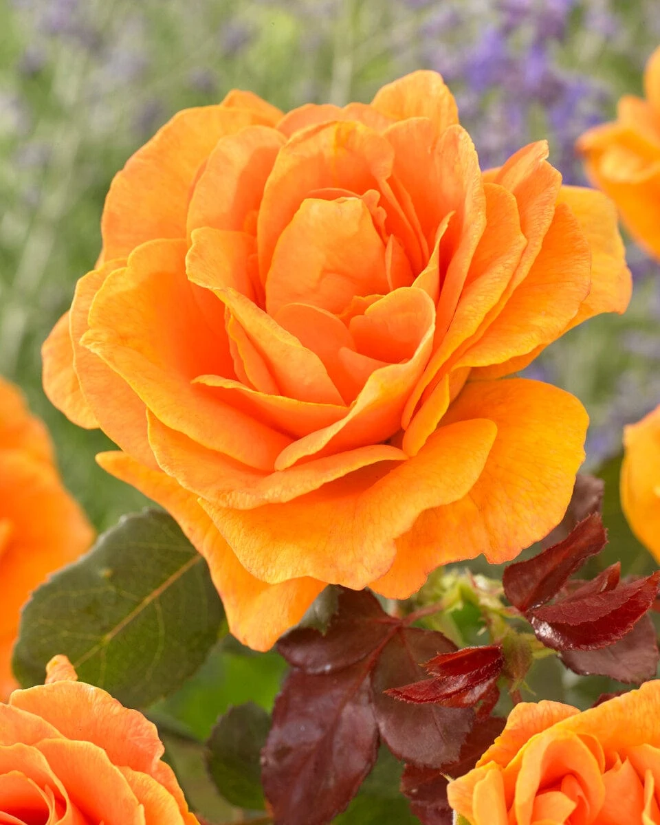 'Palace Fleur' Patio Shrub Rose 1 'Palace Fleur' Patio Shrub Rose