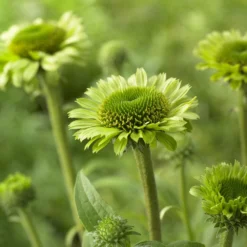 Echinacea 'Green Woodpecker'