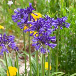 Agapanthus 'Navy Blue' | 7.5L