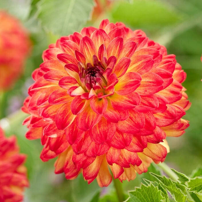 Dahlia Icoon 1 Dahlia Icoon