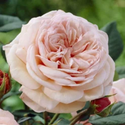 'It's A Wonderful Life' Floribunda Rose