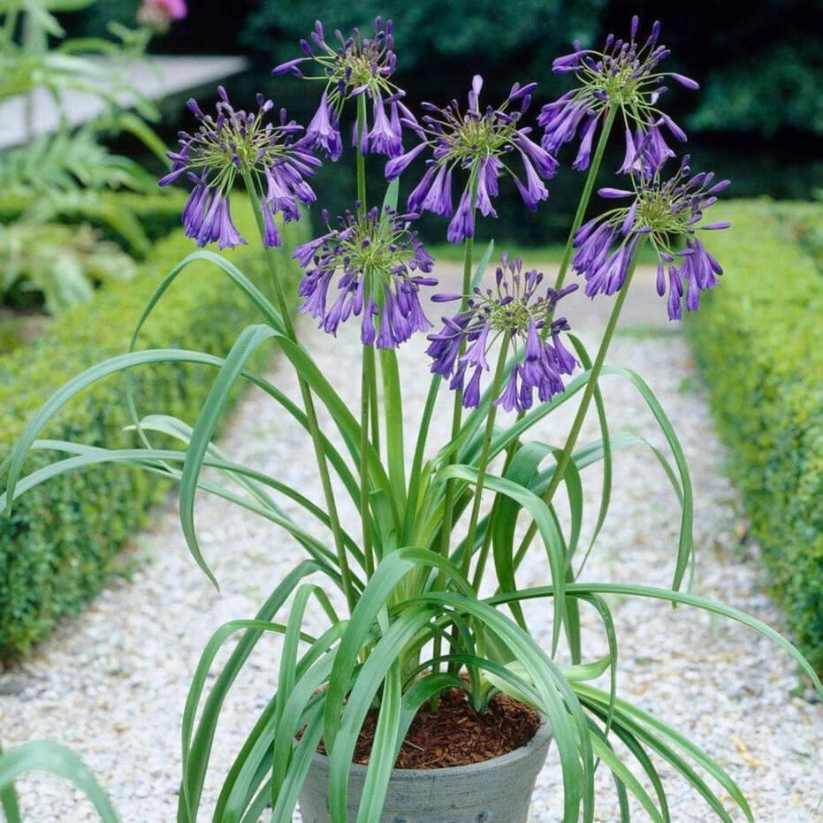 Agapanthus 'Purple Heart' | 3L 1 Agapanthus 'Purple Heart' | 3L