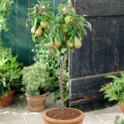Award Winning Patio Fruit Tree Collection | Cherry, Pear & Plum | Growers' Choice -Cheap Sprout Bower Store visi28811